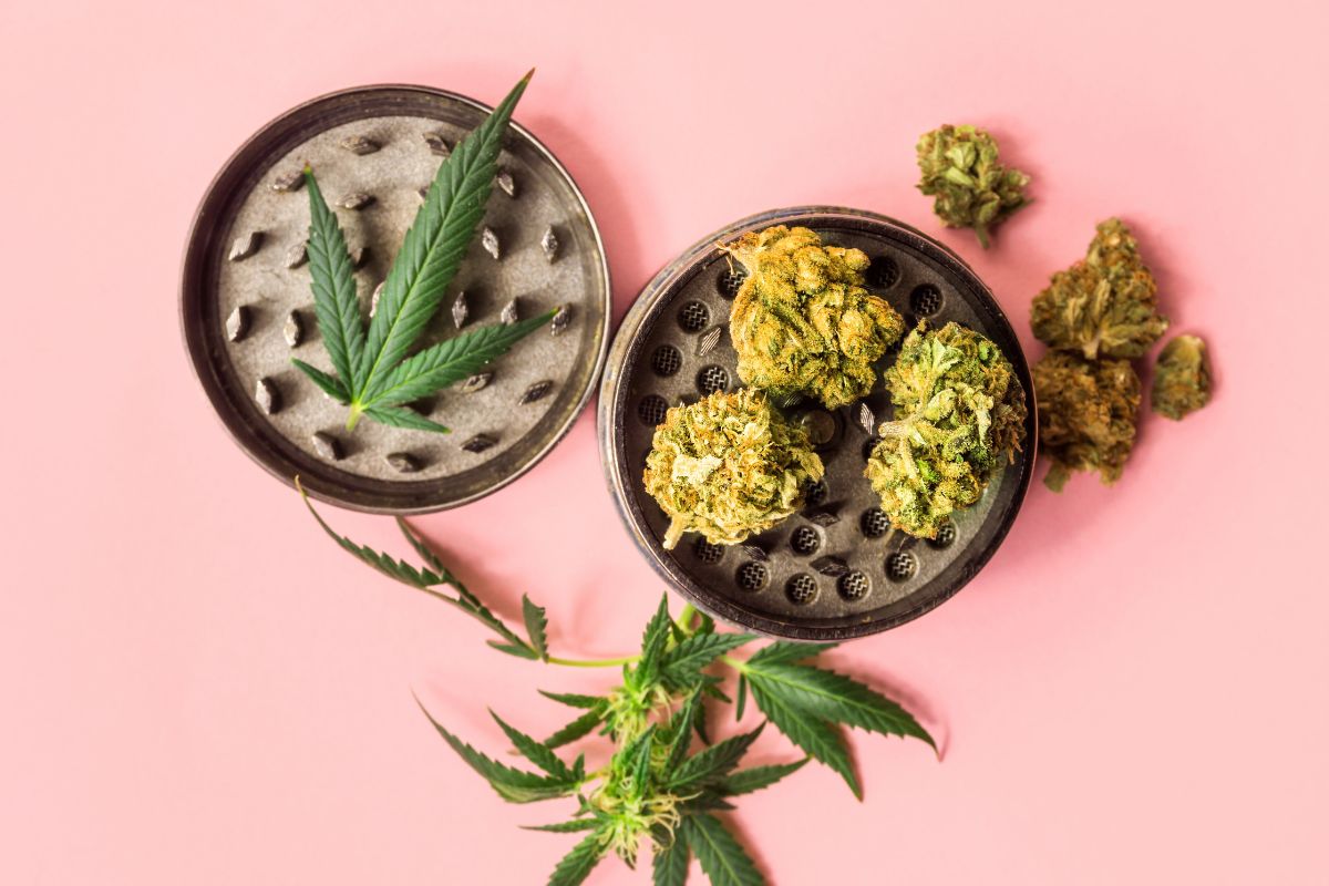 Cannabis flower buds Medical Marijuana leaves and grinder on pink background