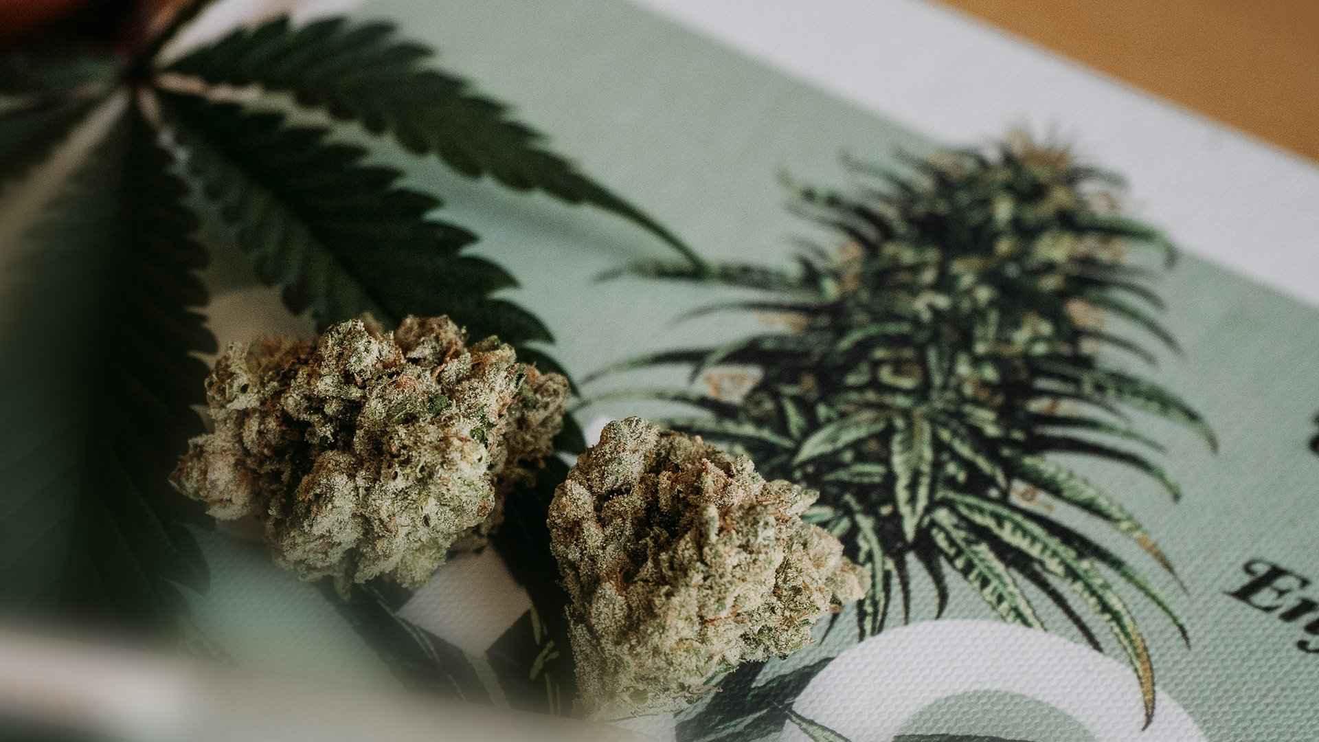 Cannabis on a piece of paper