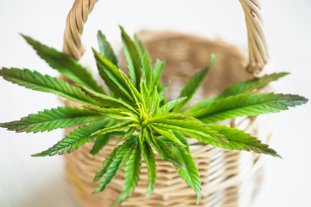 Bhang leaf in a basket