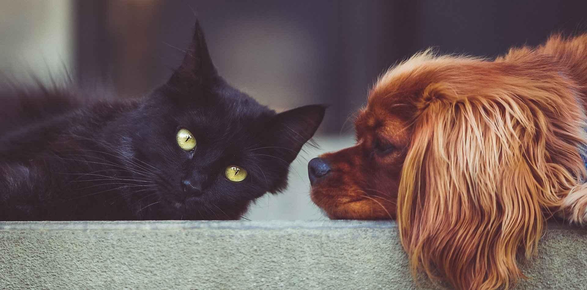 Dog and Cat Looking at Each other 
