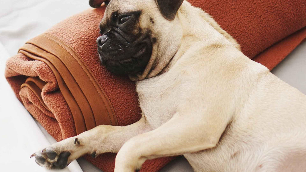 Pug lying to showcase cannabis effects