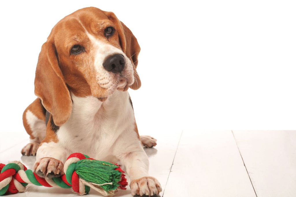 Dog with dog rope toy