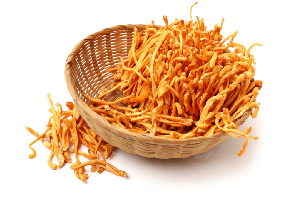 Fresh Cordyceps militaris mushroom