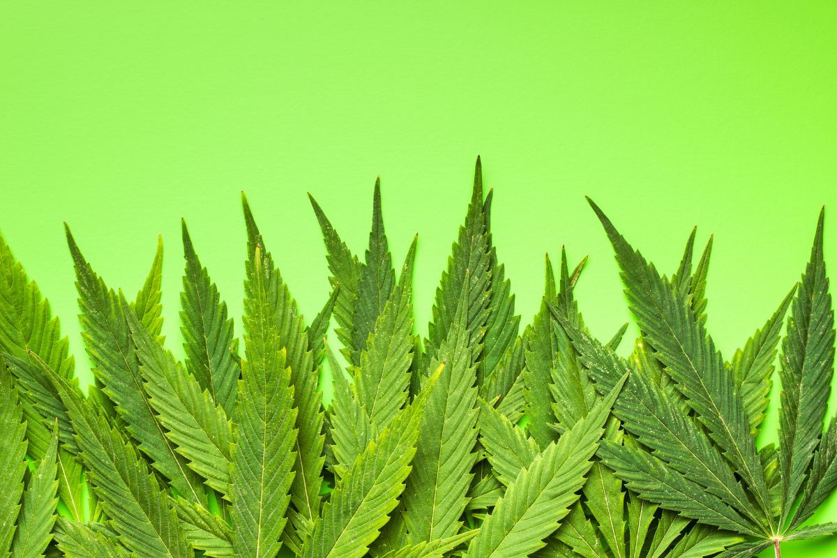 Grass-Cannabis