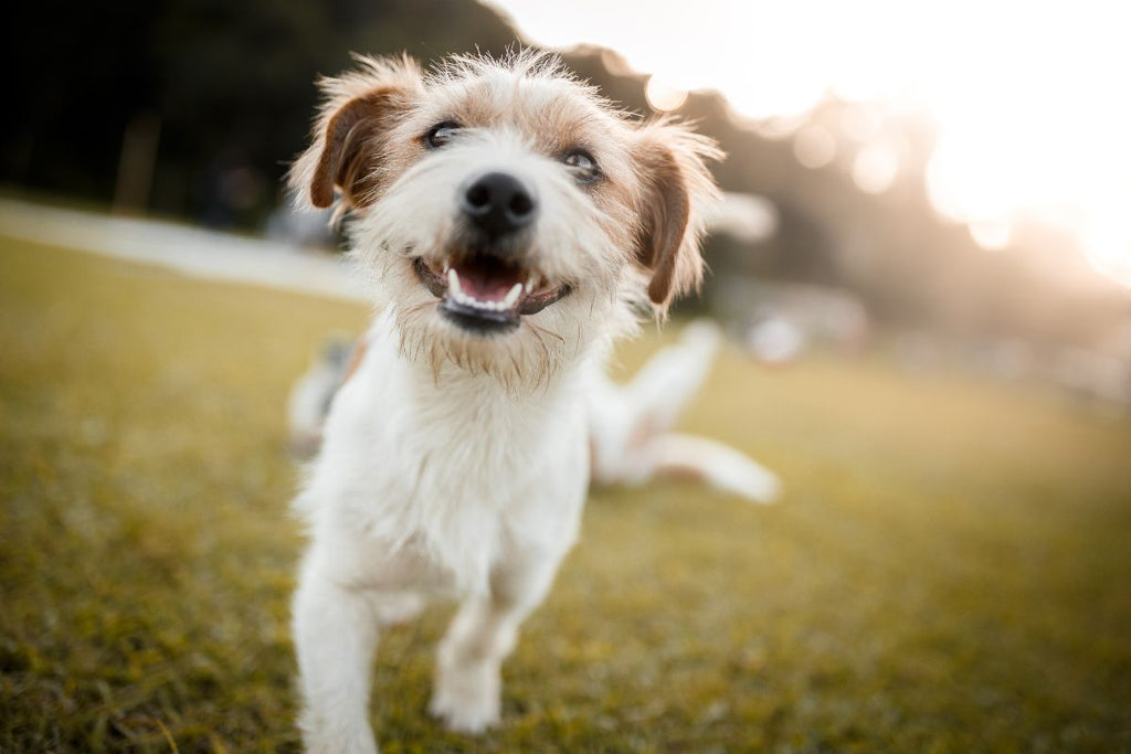 Healthy-and-happy-dog