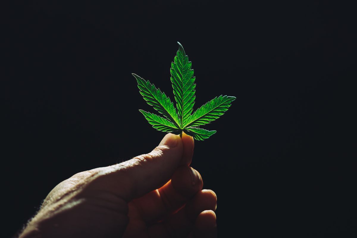 Legality-of-Cannabis-Edibles