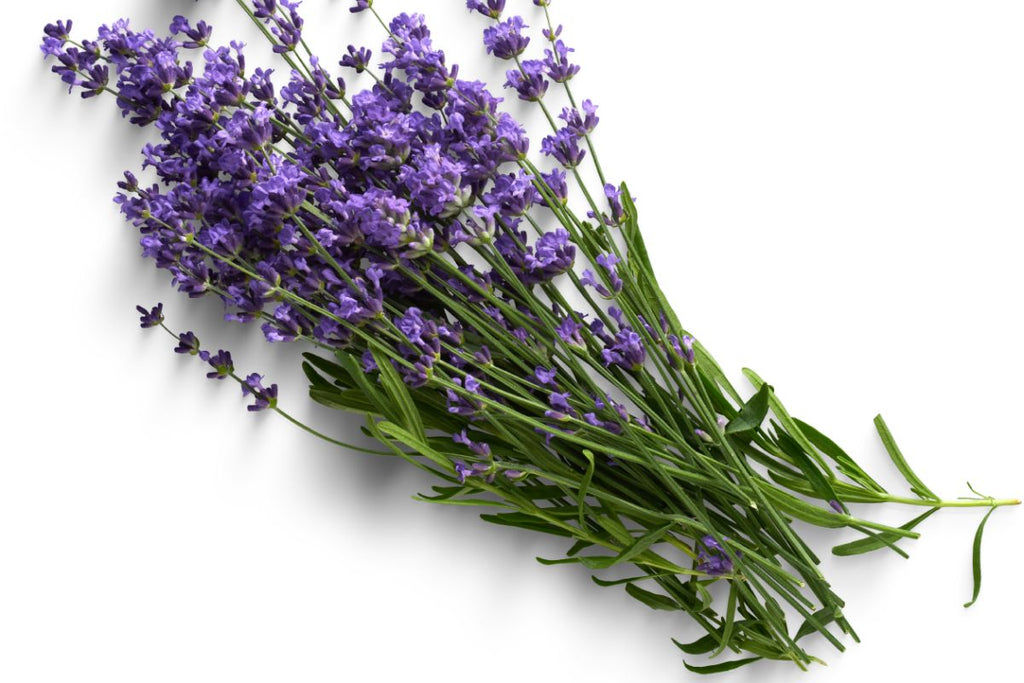 Linalool Terpene Effects