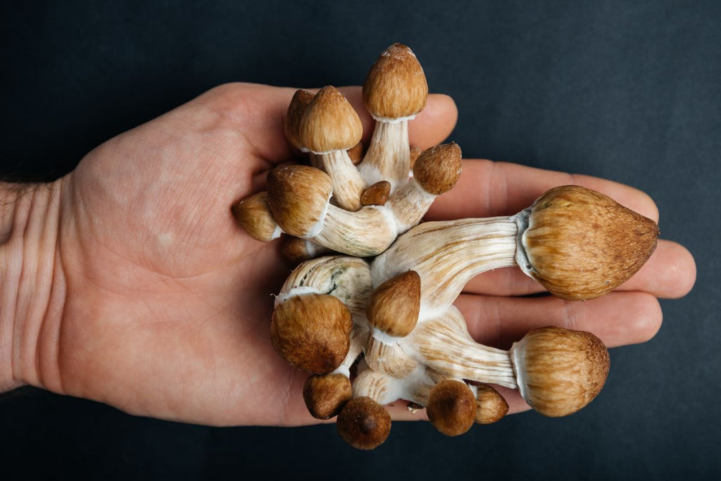 Magic mushrooms in hand