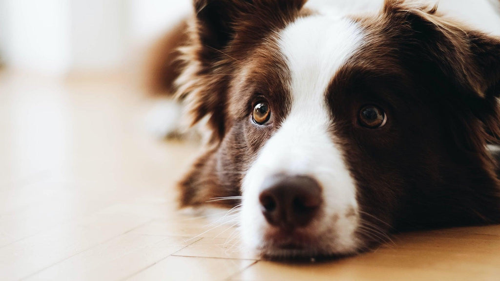 Dog displaying cannabis effects