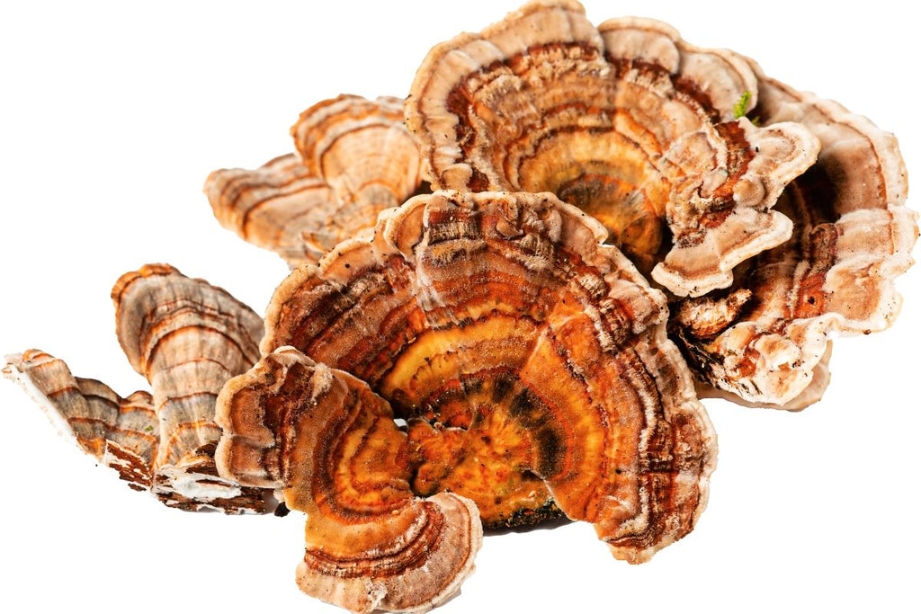 Turkey Tail Mushroom