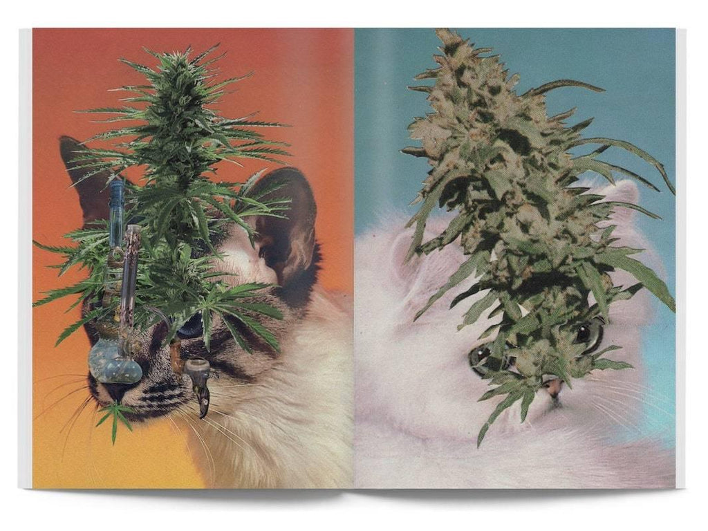 Cats and CBD