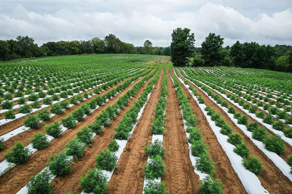 Cannabis Agriculture in Australia