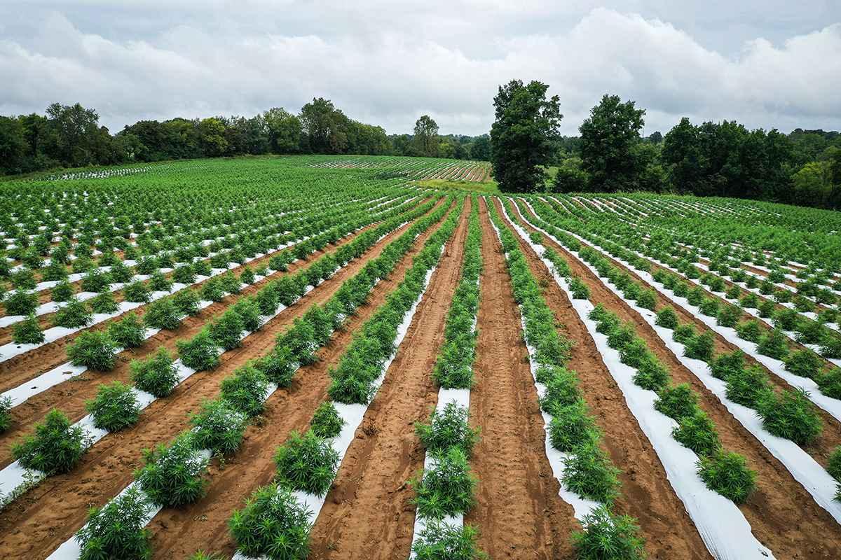 Cannabis Agriculture in Australia