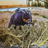 Photography Book "Afghanistan, Fortress of Cannabis - The Cannabis Company