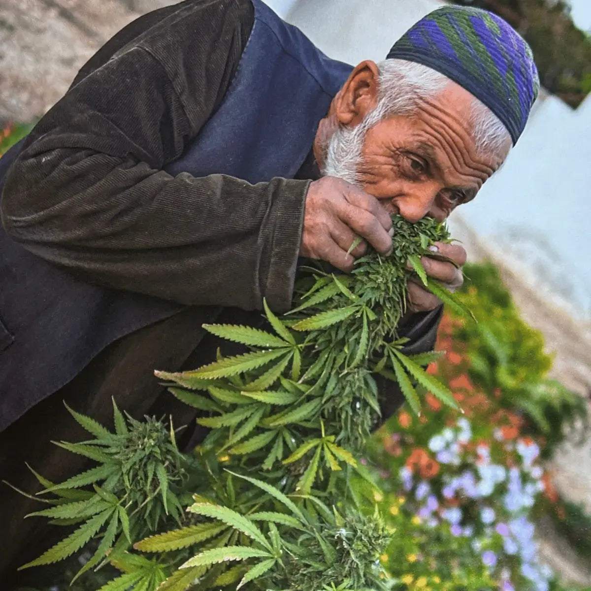 Photography Book &quot;Afghanistan, Fortress of Cannabis - The Cannabis Company