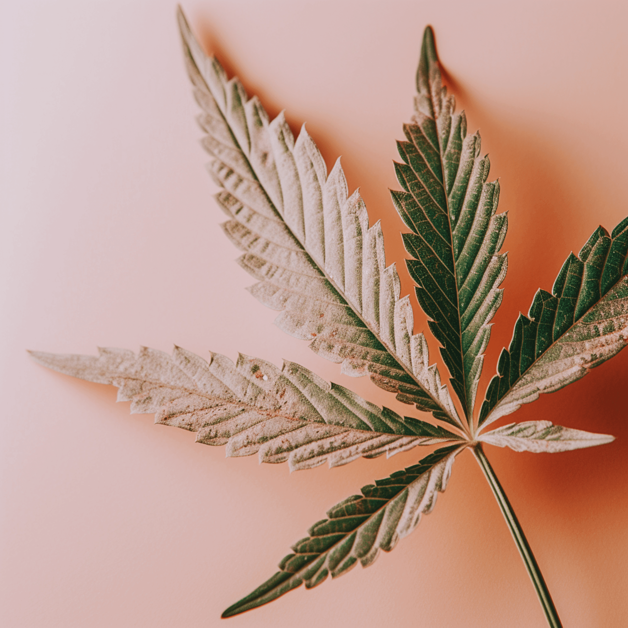 A single green leaf against a white background.